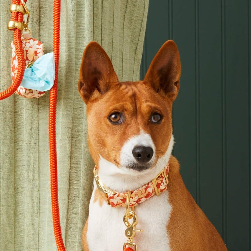 Autumn Leaves Rust Dog Collar