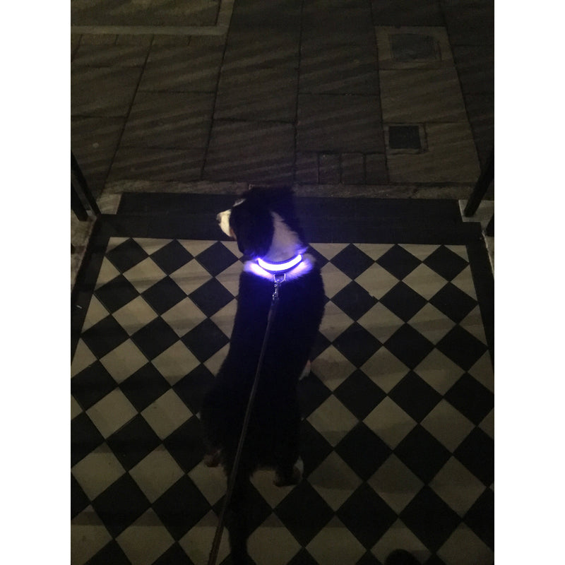 Blue LED Light up Pet Collar | Safe & Visible