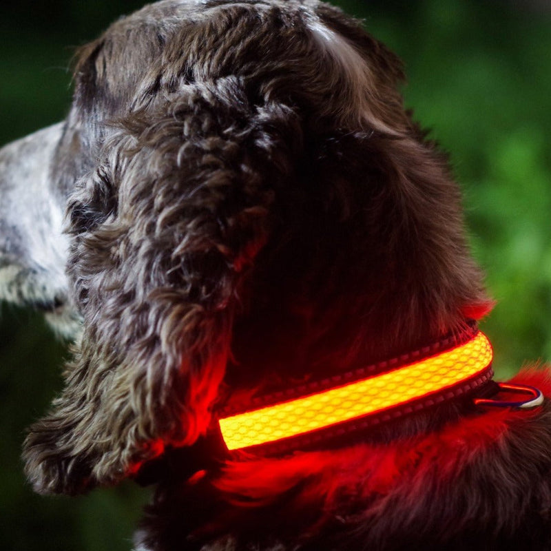 Pink LED Light up Pet Collar | Safe & Visible