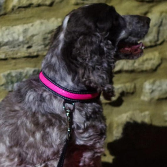 Pink LED Light up Pet Collar | Safe & Visible