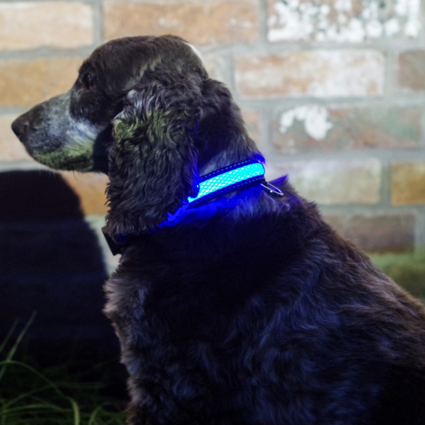 Blue LED Light up Pet Collar | Safe & Visible